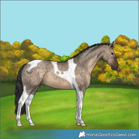 Horse Color:Brown Dun Tobiano 