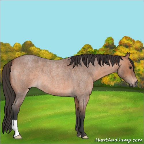 Horse Color:Bay Roan 