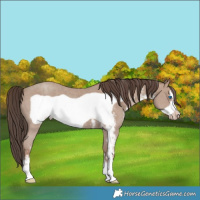 Horse Color:Classic Champagne Sabino Frame 