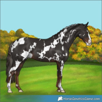 Horse Color:White Spotted Liver Chestnut Sabino