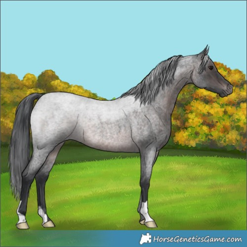 Horse Color:Platinum Brown Roan Rabicano 
