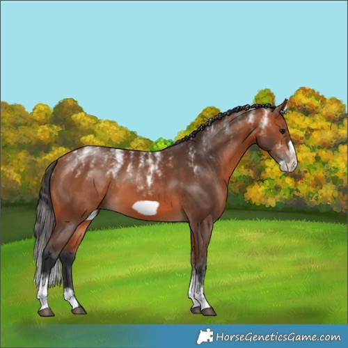 Horse Color:Powder White Bay Frame