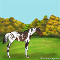 Horse Color:White Spotted Liver Chestnut Appaloosa 