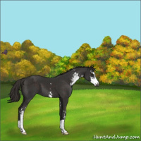 Horse Color:Liver Chestnut Sabino 