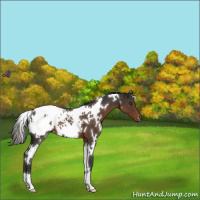 Horse Color:White Spotted Liver Chestnut Appaloosa 