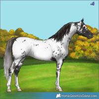 Horse Color:White Spotted Liver Chestnut Appaloosa 