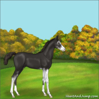 Horse Color:Liver Chestnut Sabino