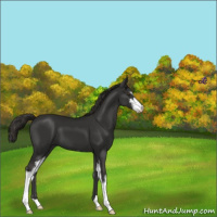 Horse Color:Liver Chestnut Sabino 