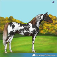 Horse Color:White Spotted Liver Chestnut 