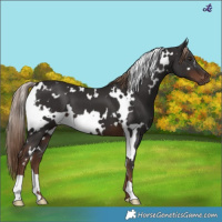 Horse Color:White Spotted Liver Chestnut 