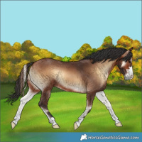Horse Color:Bay Onyx 