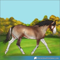 Horse Color:Bay Onyx 