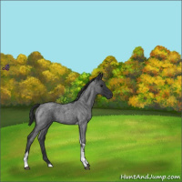 Horse Color:Blue Roan Tobiano 