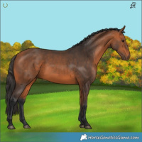 Horse Color:Bay 