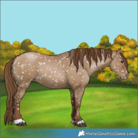Horse Color:Gray Grullo Pearl Appaloosa