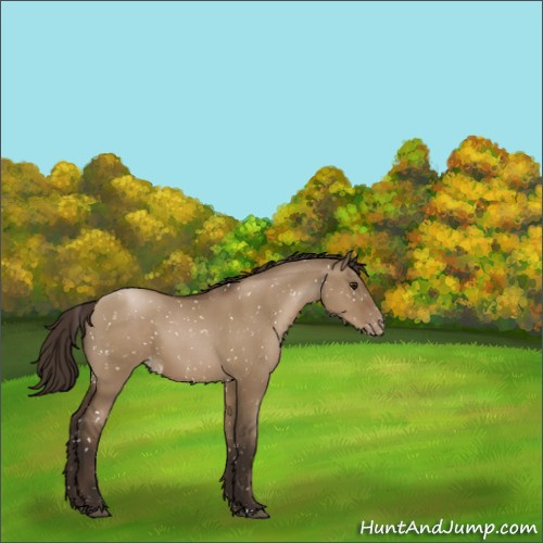 Horse Color:Gray Grullo Pearl Appaloosa 