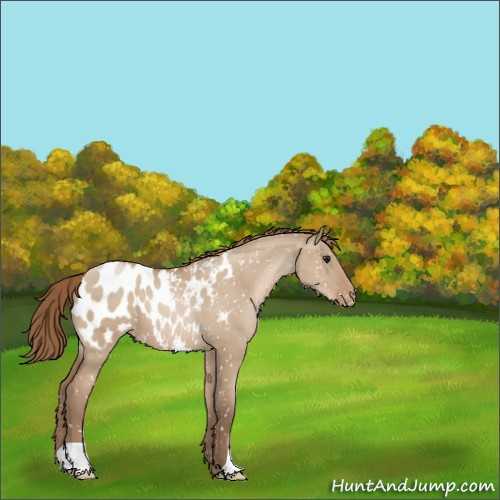Horse Color:Grullo Pearl Appaloosa 