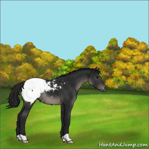 Horse Color:Gray Black Appaloosa 