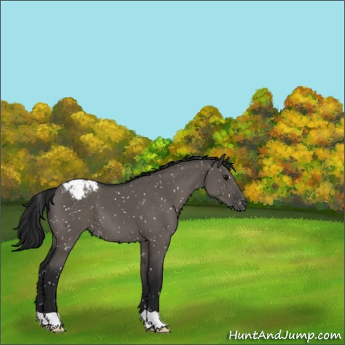 Horse Color:Gray Grullo Appaloosa 