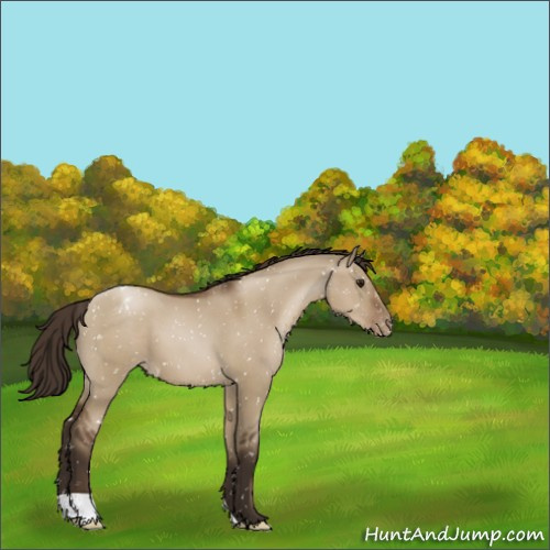 Horse Color:Gray Grullo Pearl Appaloosa 