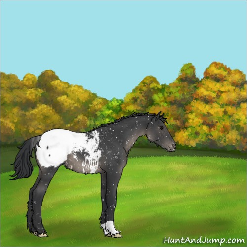 Horse Color:Black Appaloosa 