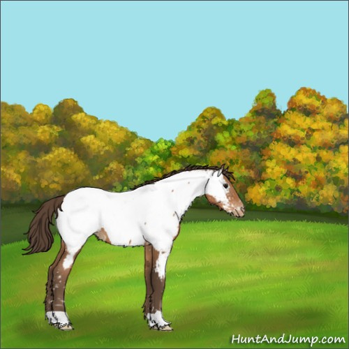 Horse Color:Gray Black Pearl Appaloosa 