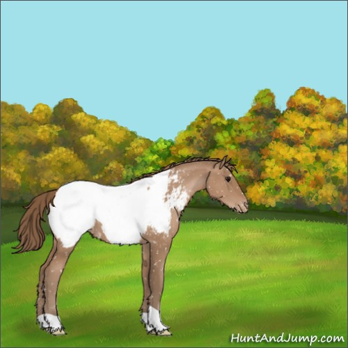 Horse Color:Black Pearl Appaloosa 