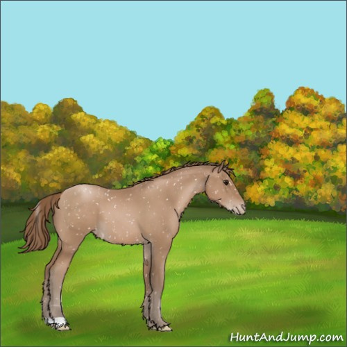 Horse Color:Black Pearl Appaloosa 
