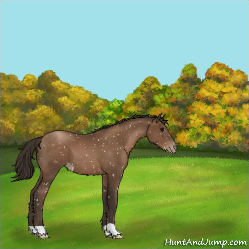 Horse Color:Gray Black Pearl Appaloosa 