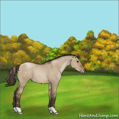 Horse Color:Gray Grullo Pearl Appaloosa 