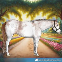 Horse Color:White Spotted Chestnut Sabino