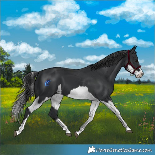 Horse Color:Black  and Black Splash 