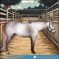 Horse Color:Gray Chestnut 