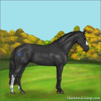 Horse Color:Black 