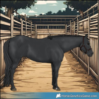Horse Color:Black 