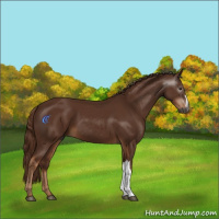 Horse Color:Gray Chestnut 