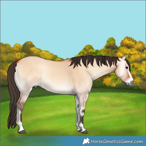 Horse Color:Bay Onyx Rabicano 