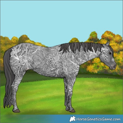 Horse Color:Black Ice Appaloosa Rabicano 
