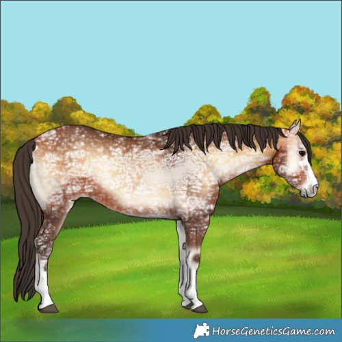 Horse Color:Bay Ice Onyx Rabicano 