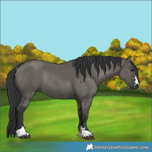 Horse Color:Grullo Rabicano 