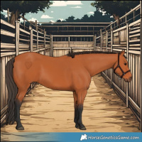 Horse Color:Bay 