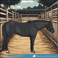 Horse Color:Black 