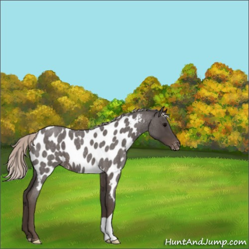 Horse Color:Silver Blue Roan Appaloosa