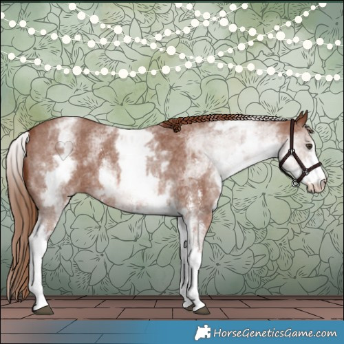 Horse Color:White Spotted Chestnut Sabino 