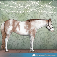 Horse Color:White Spotted Chestnut Sabino 