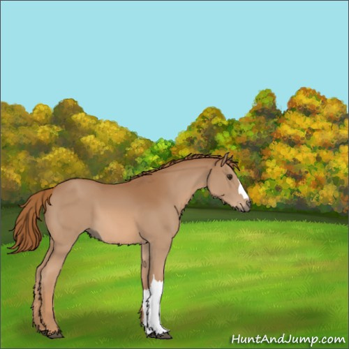 Horse Color:Chestnut 