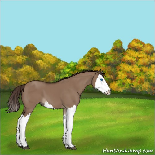 Horse Color:Liver Red Dun Splash 