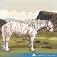 Horse Color:Gold Champagne Splash Appaloosa Rabicano 