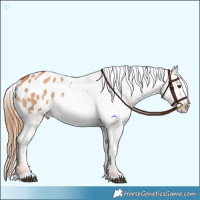 Horse Color:Red Dun Appaloosa  and Red Dun Appaloosa 