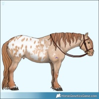 Horse Color:Red Dun Appaloosa  and Red Dun Appaloosa 